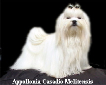 Appollonia Casadio Melitensis