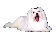 Erasmo Casadio Melitensis