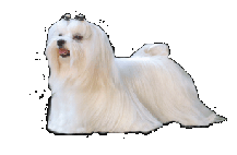 Jelsomina Casadio Melitensis
